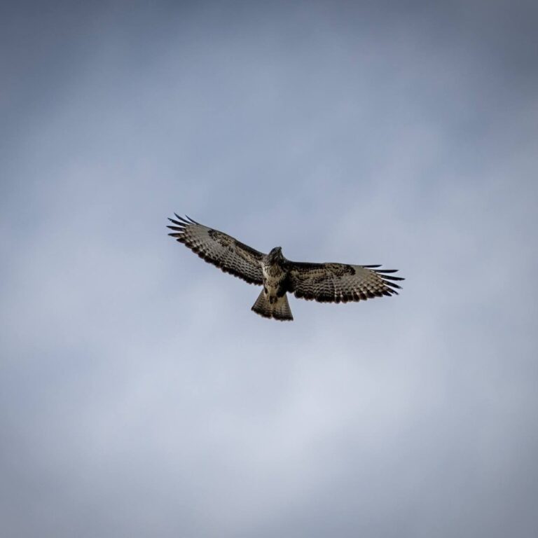 0-02-05-50456cdca71c485c1a9a62ec6935984771af79babc37f3608a3e863f53bea0f1_4c021d1c82a8c30f