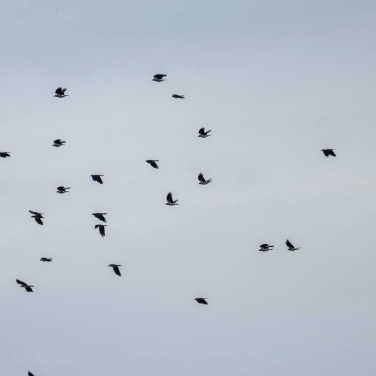 IMG-016b6a3b65b2bf463040a9792481eb4e-V