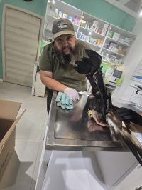 Vet 5 CENTAR - pomoć surom orlu