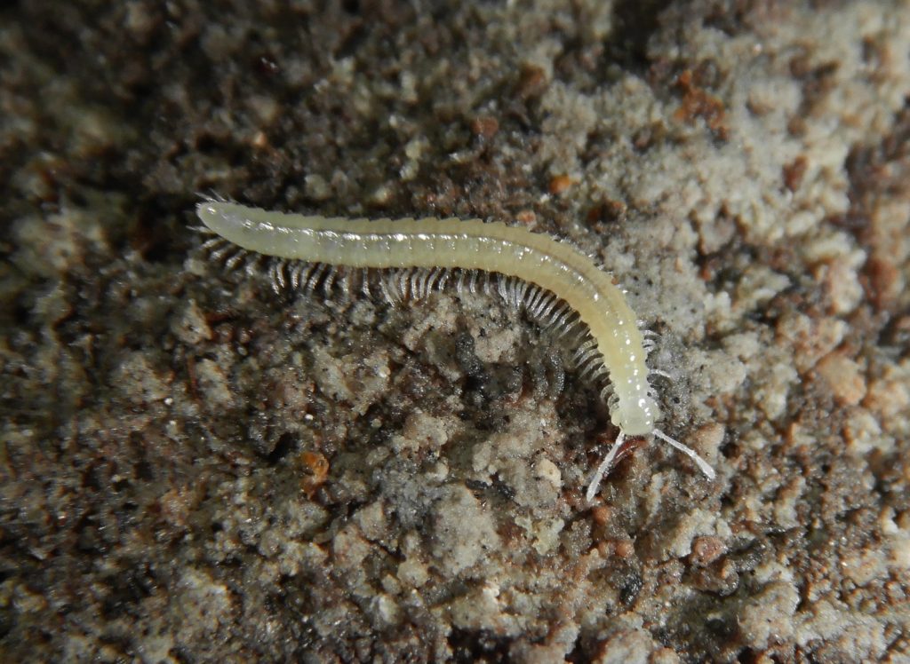 Stonoga Belbogosoma stribogi iz Sesalačke pećine (Foto N. Vesović)
