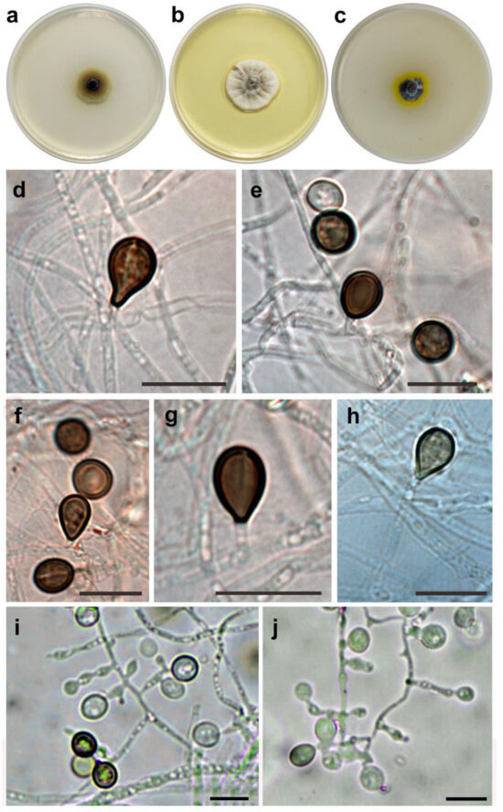 Nova vrsta gljive Gamsia batmanii iz Sesalačke pećine – kolonije i detalji vidljivi pod mikroskopom. Izvor: Microbiology Research (MDPI), 2026.